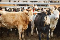 Giòi ốc vít tân thế giới tái xuất, Texas tuyên bố tình trạng thảm họa