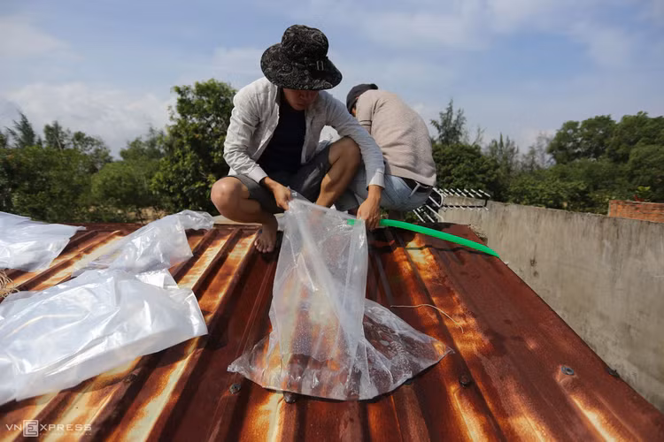 Người miền Trung chằng chống nhà cửa tránh bão Molave ảnh 3
