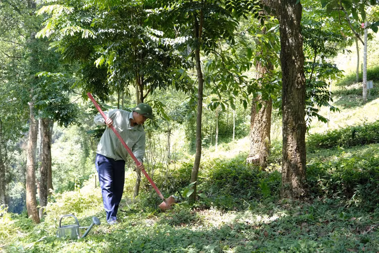 Tại khu di tích lịch sử Pác Bó, Cao Bằng, cây xanh do chương trình “Quỹ 1 triệu cây xanh cho Việt Nam” trồng tặng luôn được chăm sóc cẩn thận, chu đáo.