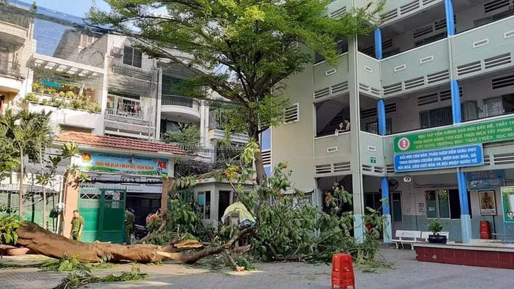 TP.HCM: Cây phượng trong trường bật gốc, 1 học sinh tử vong - ảnh 3
