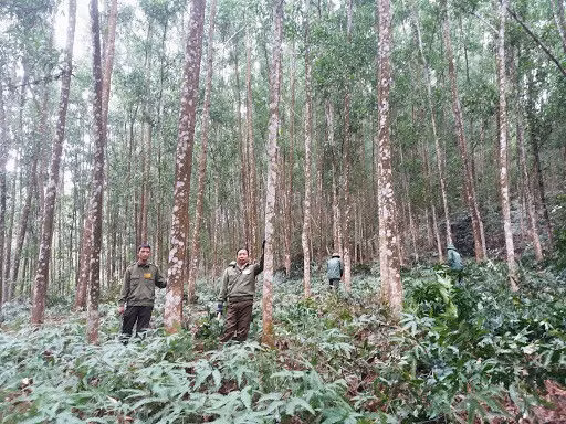 Trồng 1 tỷ cây xanh: Tránh chạy theo phong trào, 'trồng 10, chết 9' - ảnh 2