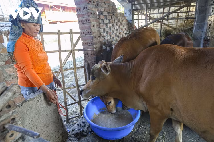 Người dân SaPa tăng cường phòng chống rét cho đàn gia súc