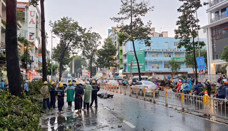 Cây cổ thụ cao hàng chục mét đổ đè người đàn ông trên phố Sài Gòn - 5
