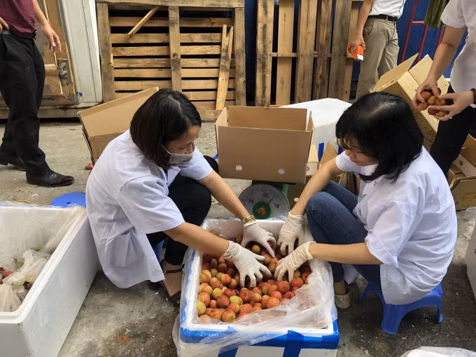 Đề xuất cơ chế đặc biệt cho chuyên gia Nhật sang kiểm tra quả vải Việt Nam - 2