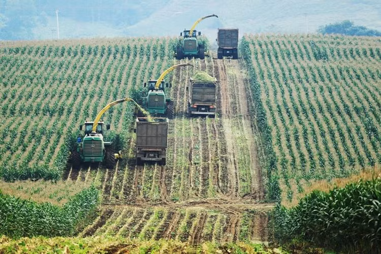 Vùng nguyên liệu của TH tại Nghệ An rộng 8.100ha, sử dụng hệ thống máy móc nông nghiệp hiện đại hàng đầu thế giới.