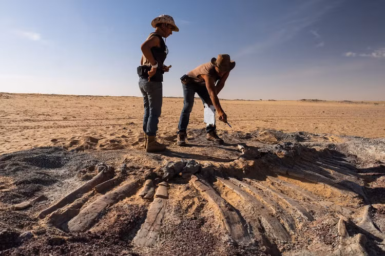 kho tang hoa thach khung long o Sahara anh 5