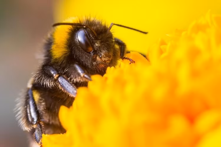 bumble-bee-flower-777x518.jpg