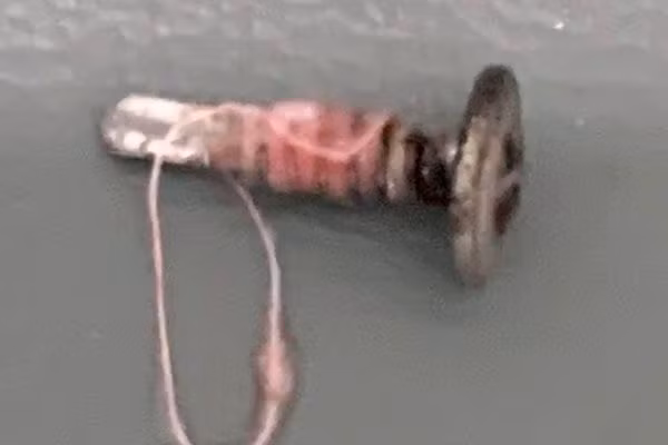 hoc-di-vat.jpg