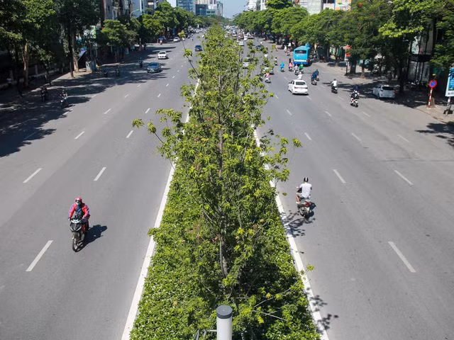 Hà Nội đánh chuyển toàn bộ hàng cây phong lá đỏ để... tránh nắng - 1