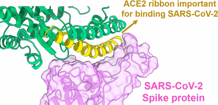 Lừa SARS-CoV-2 liên kết với đoạn protein giả để vô hiệu hóa -0