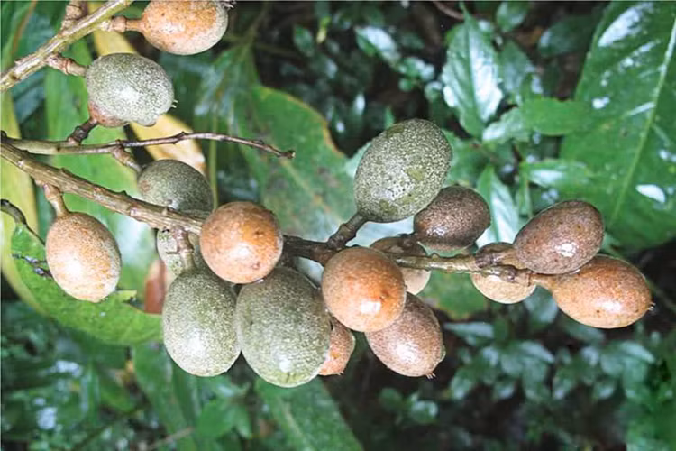 cay-trung-cuoc.jpg