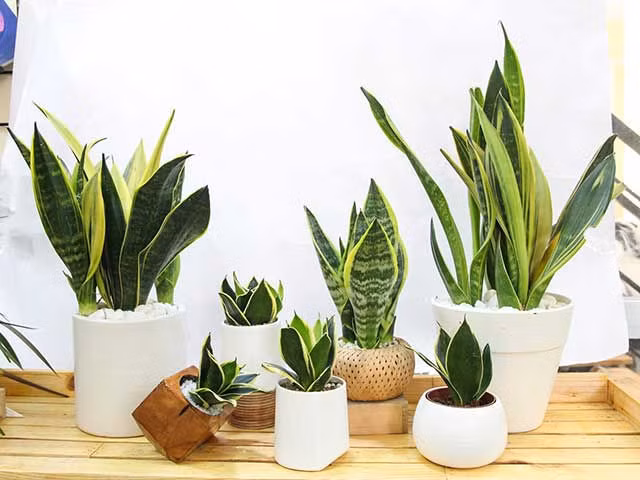Hà Nội ô nhiễm không khí, chuyên gia khuyên trồng ngay 8 loại cây cảnh như 8 cái máy lọc không khí này - Ảnh 8.