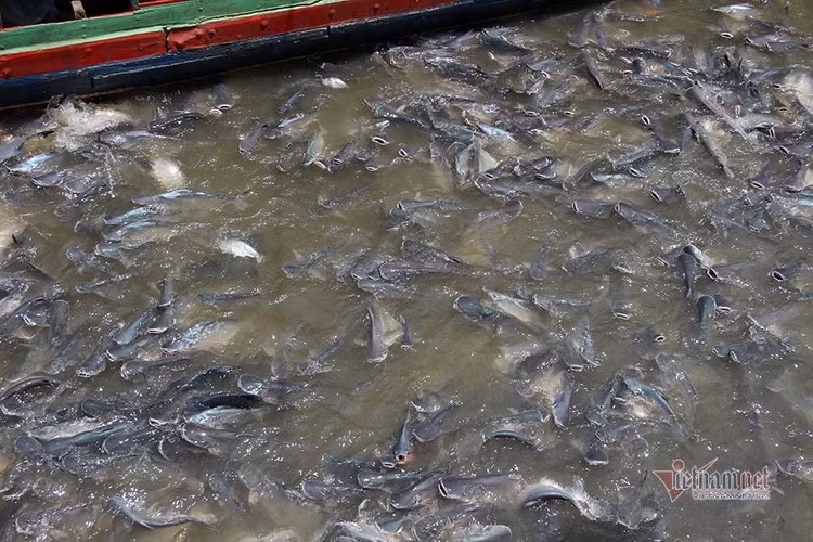 Người đàn ông miền Tây chi trăm triệu nuôi đàn cá 'hoang' dưới sông