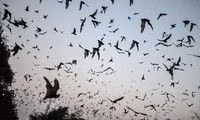Các nhà nghiên cứu đã tìm thấy virus giống với SARS-CoV-2 trong những con dơi tại Viêng-chăn, Lào.
