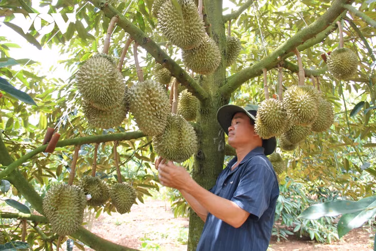 Đắk Lắk kiến nghị Bộ Công Thương hỗ trợ tiêu thụ sầu riêng và bơ ảnh 1 Đắk Lắk kiến nghị Bộ Công Thương hỗ trợ tiêu thụ sầu riêng và bơ ảnh 1