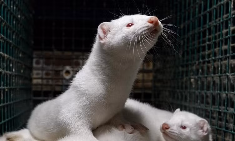 mink-fur-farm-777x466.jpg