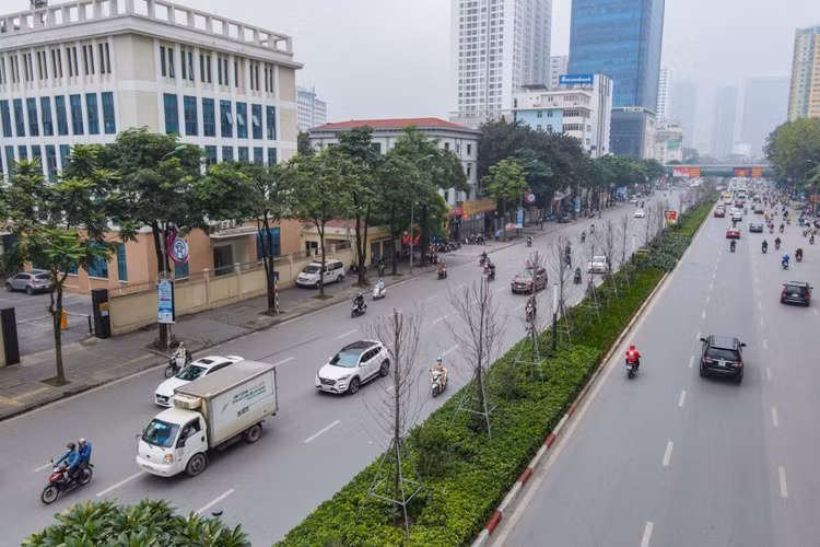phong la do Ha Noi, cay phong chet o Ha Noi anh 1