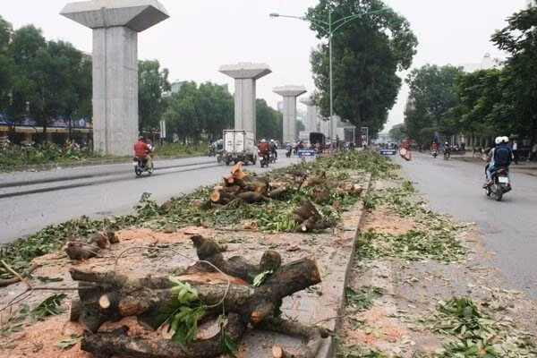 Công ty Công viên cây xanh trúng loạt gói thầu khủng tại Sở Xây dựng Hà Nội ảnh 1 Công ty Công viên cây xanh trúng loạt gói thầu khủng tại Sở Xây dựng Hà Nội 1