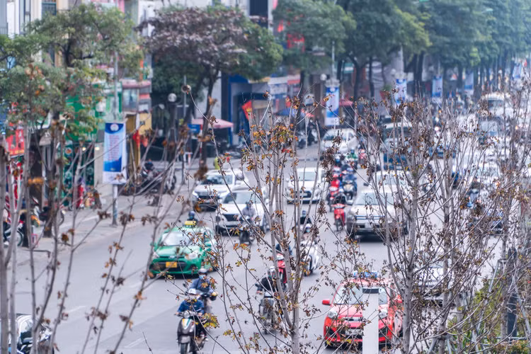Hà Nội sẽ trồng bàng lá nhỏ thay thế hàng phong lá đỏ - 1