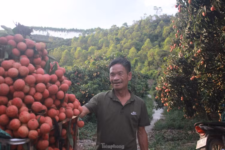 Niềm vui được mùa của người trồng vải ở huyện Lục Ngạn (Bắc Giang) Bắc Giang ban hành kịch bản tiêu thụ 180 nghìn tấn vải thiều trong dịch COVID -19 ảnh 2