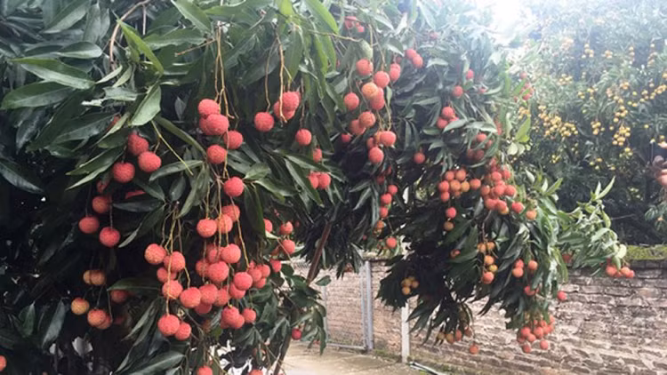 Vải thiều Lục Ngạn xuất khẩu sẽ giảm 30% do dịch bệnh ảnh 1
