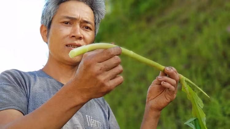cây ngải tiên