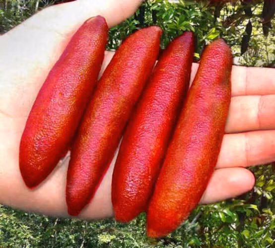 Chanh ngon tay vi la 3,5 trieu/kg lam chi em “phat sot“-Hinh-2