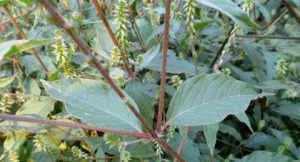 nước uống