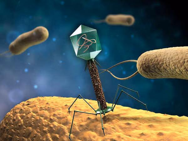 Virus làm cho cuộc sống con người trở nên tươi đẹp hơn - 2