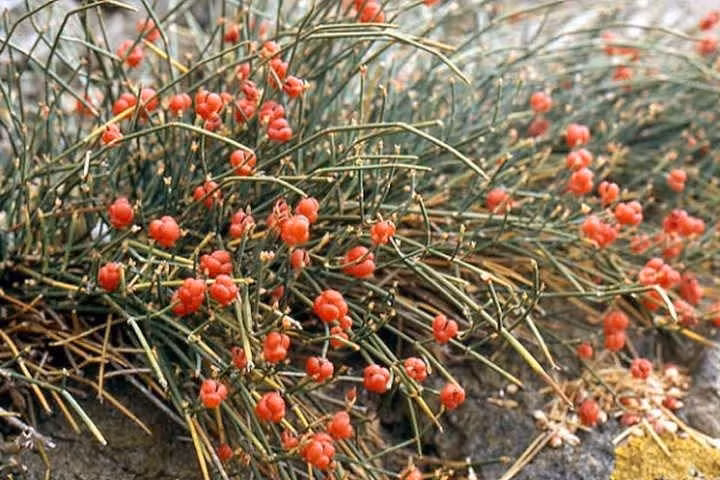 Cây ma hoàng