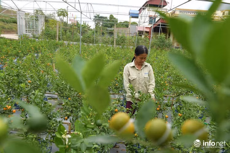 Để là được một cây quất có trái hình hồ lô, cây phải có độ tuổi từ 2 năm trở lên, phải được chăm sóc theo chế độ riêng.
