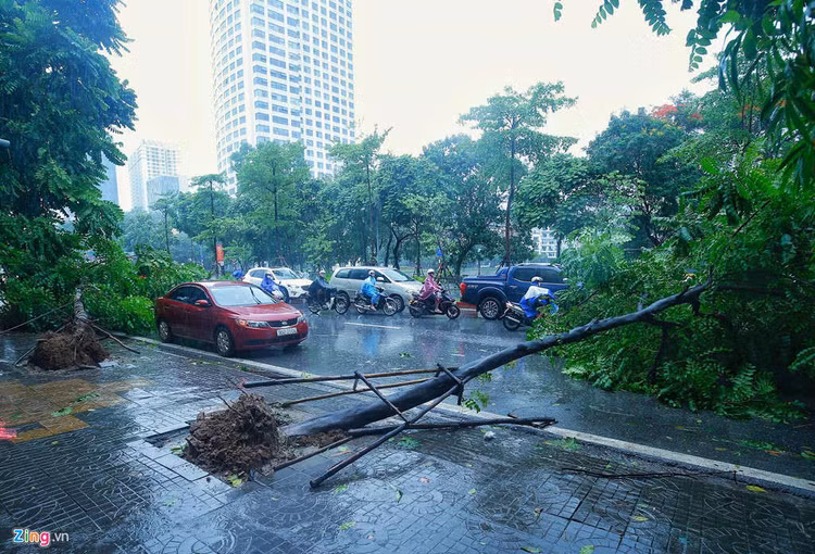 Cay do hang loat o Ha Noi, Hai Phong sau bao Wipha hinh anh 4 