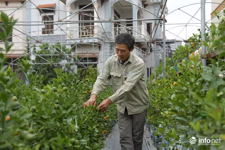 Vì sự độc lạ, giá phải chăng lại mang ý nghĩa may mắn, do đó quất hồ lô đang được nhiều khách hàng lựa chọn để chơi Tết 2 năm gần đây.
