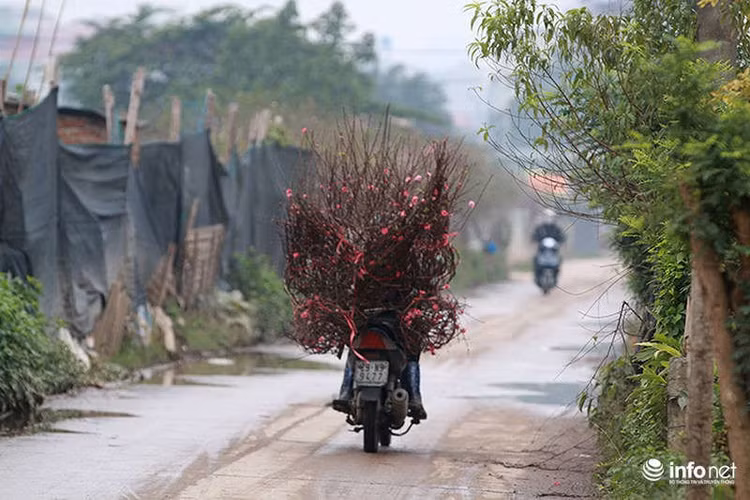 Thời gian chơi hoa đào và quất, bưởi kéo dài khoảng một đến hai tháng. Người chơi mang hoa về chỉ cần để ở nơi có ánh sáng tốt, chăm sóc thường xuyên thì sẽ nở rất đẹp.