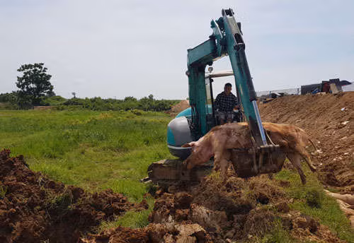 Tiêu huỷ lợn bị bệnh tả lợn châu Phi tại huỵện Chương Mỹ, Hà Nội. Ảnh: Tất Định.