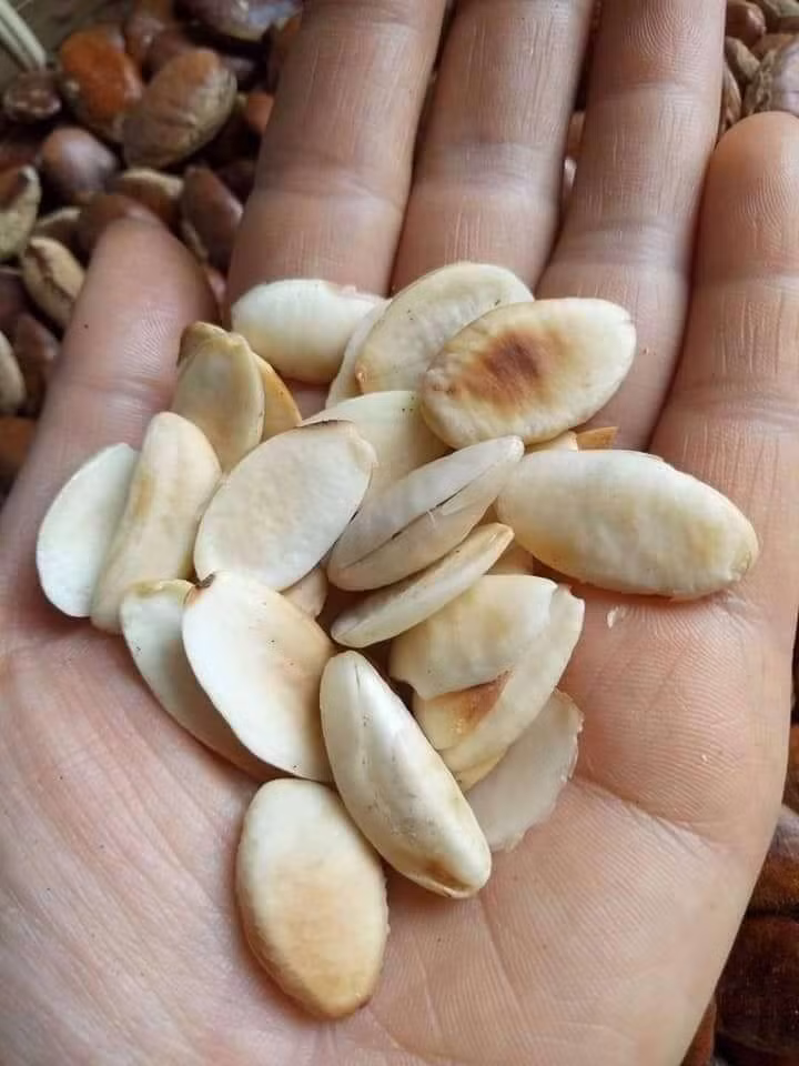 Ăn hạt Kơnia, Hà thành đua nhau mua đồ rừng đãi khách ngày Tết