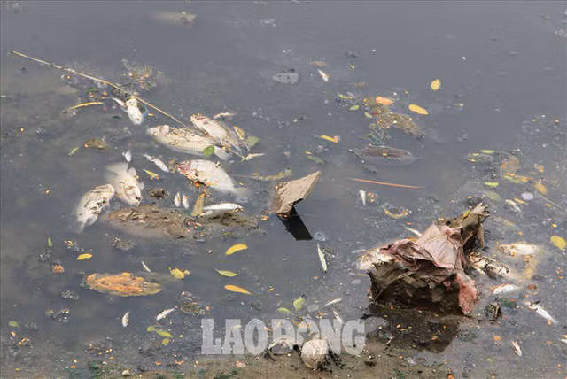 Nước sông Tô Lịch đen trở lại, xuất hiện cá chết trắng nổi lềnh bềnh - Ảnh 3.