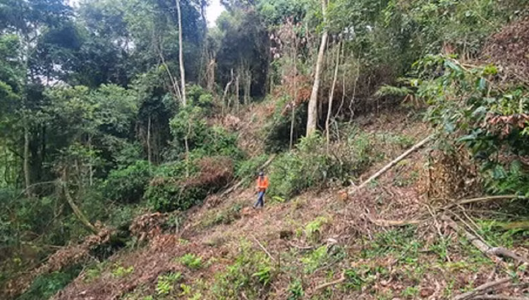 pha-rung-21.png