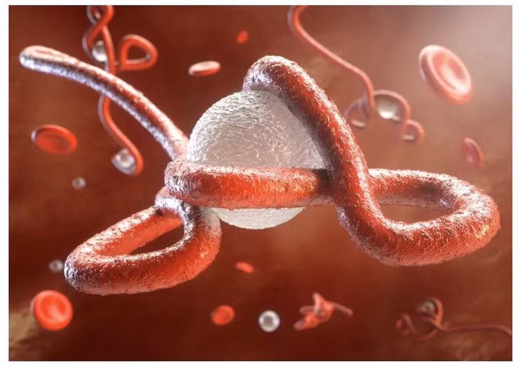 ebola.jpeg