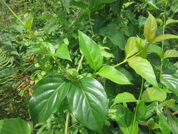 la-ngon.jpg