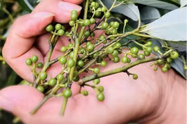 Người tiêu dùng săn đón trái sả rừng đắt đỏ về làm gia vị