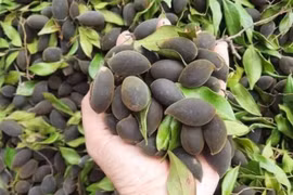 Đặc sản xay nhung rừng hút khách nhờ hương vị chua ngọt lạ miệng