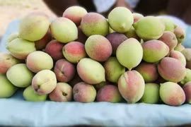 Đào mèo Sơn La phủ sóng thị trường dịp chính vụ