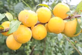 Mận vàng Mộc Châu hút khách Hà Nội với giá 60.000 đồng/kg