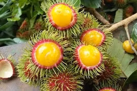 Chôm chôm dây vùng cao đắt hàng trên thị trường nông sản
