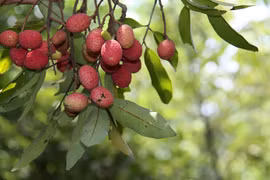 Vải rừng Bảy Núi trở thành món ăn vặt được săn đón