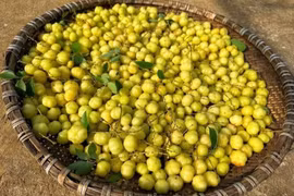 Tầm ruột dẹt chinh phục thị trường đô thị nhờ tính đa dụng