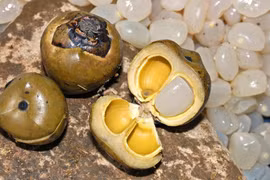 Hạt đác rừng miền Trung: Từ món ăn vặt bình dân thành đặc sản hút khách