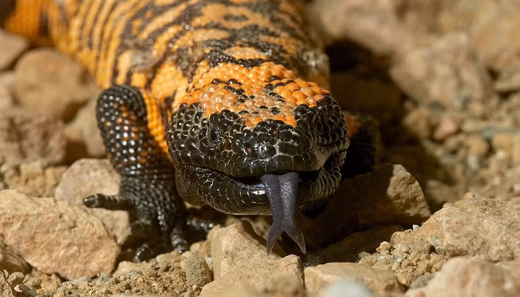 10 loài động vật nguy hiểm nhất hành tinh, sở hữu nọc độc chết chóc - Hình 3 10 loai dong vat nguy hiem nhat hanh tinh, so huu noc doc chet choc-Hinh-3