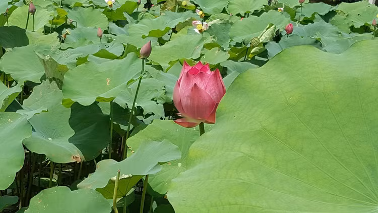 Giáo sư Hồ Khải Xương: Dồn tâm huyết tạo máy phát điện từ... lá sen Giao su Ho Khai Xuong: Don tam huyet tao may phat dien tu... la sen